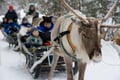 Reindeer Farm Experience (with Safari Option)