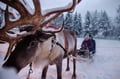 Reindeer Farm Experience (with Safari Option)