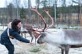 Reindeer Farm Experience (with Safari Option)