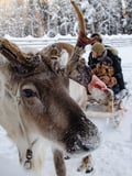 Reindeer Farm Experience (with Safari Option)