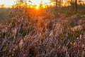 Midnight Sun in Finnish Lapland