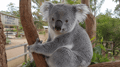 Philip Island — Penguin Parade Private Tour