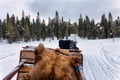 Sleigh Ride Night Tour