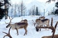 Rovaniemi Reindeer Safari & Ice Fishing Experience