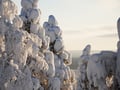Levi Summit Snowmobile safari - for adults single drivers only