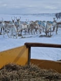 A day on the Highlands of Utsjoki with a Sámi Reindeer Herder