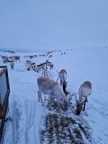 A day on the Highlands of Utsjoki with a Sámi Reindeer Herder