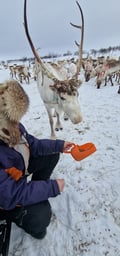 A day on the Highlands of Utsjoki with a Sámi Reindeer Herder