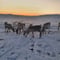 A day on the Highlands of Utsjoki with a Sámi Reindeer Herder