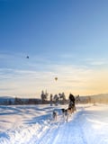 A husky Self-Drive Sledge (5km), Levi