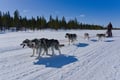 A husky Self-Drive Sledge (5km), Levi