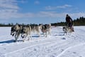 A husky Self-Drive Sledge (5km), Levi
