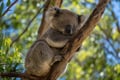 Phillip Island Nature Parks PENGUIN Parade PRIVATE hotel pickup for GYG