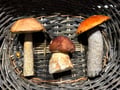 Mushroom Hunting