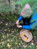 Mushroom Hunting