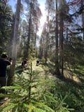 Mushroom Hunting