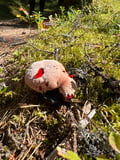 Mushroom Hunting