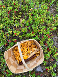 Mushroom Hunting