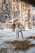 400M REINDEER SLED RIDE BY THE LAKE AT A TRADITIONAL FARM