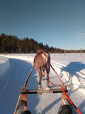 400M REINDEER SLED RIDE BY THE LAKE AT A TRADITIONAL FARM