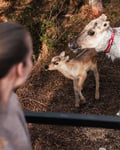 Visit a Reindeer Farm & Meet Baby Reindeer Up Close