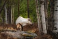 Visit a Reindeer Farm & Meet Baby Reindeer Up Close