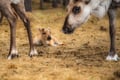 Visit a Reindeer Farm & Meet Baby Reindeer Up Close