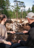 Visit a Reindeer Farm & Meet Baby Reindeer Up Close