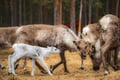 Visit a Reindeer Farm & Meet Baby Reindeer Up Close