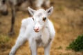 Visit a Reindeer Farm & Meet Baby Reindeer Up Close