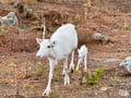 Visit a Reindeer Farm & Meet Baby Reindeer Up Close