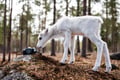 Visit a Reindeer Farm & Meet Baby Reindeer Up Close