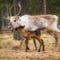 Visit a Reindeer Farm & Meet Baby Reindeer Up Close
