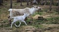 Visit a Reindeer Farm & Meet Baby Reindeer Up Close