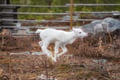 Visit a Reindeer Farm & Meet Baby Reindeer Up Close