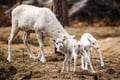 Visit a Reindeer Farm & Meet Baby Reindeer Up Close