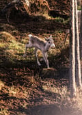 Visit a Reindeer Farm & Meet Baby Reindeer Up Close