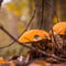 WILD BERRIES AND MUSHROOMS PICKING TOUR: Pick, Prepare, Savor