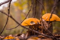 WILD BERRIES AND MUSHROOMS PICKING TOUR: Pick, Prepare, Savor