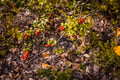 WILD BERRIES AND MUSHROOMS PICKING TOUR: Pick, Prepare, Savor