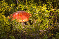 WILD BERRIES AND MUSHROOMS PICKING TOUR: Pick, Prepare, Savor
