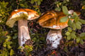 WILD BERRIES AND MUSHROOMS PICKING TOUR: Pick, Prepare, Savor