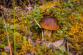 WILD BERRIES AND MUSHROOMS PICKING TOUR: Pick, Prepare, Savor