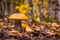 WILD BERRIES AND MUSHROOMS PICKING TOUR: Pick, Prepare, Savor
