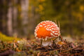 WILD BERRIES AND MUSHROOMS PICKING TOUR: Pick, Prepare, Savor