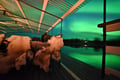 Private Arctic Ferry Cruise on the lakes Sirkka- & Levijärvi