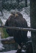 Visit Ranua Wildlife Park