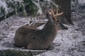 Visit Ranua Wildlife Park