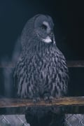 Visit Ranua Wildlife Park