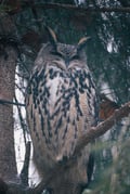 Visit Ranua Wildlife Park